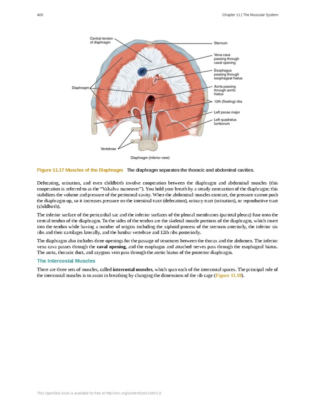 Anatomy & Physiology - 