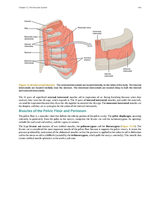 Anatomy & Physiology - 