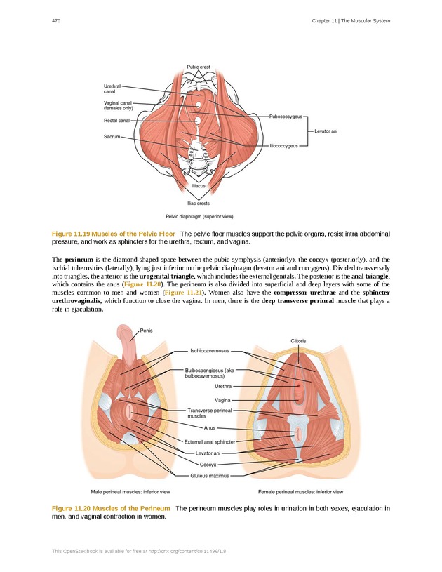 Anatomy & Physiology - 