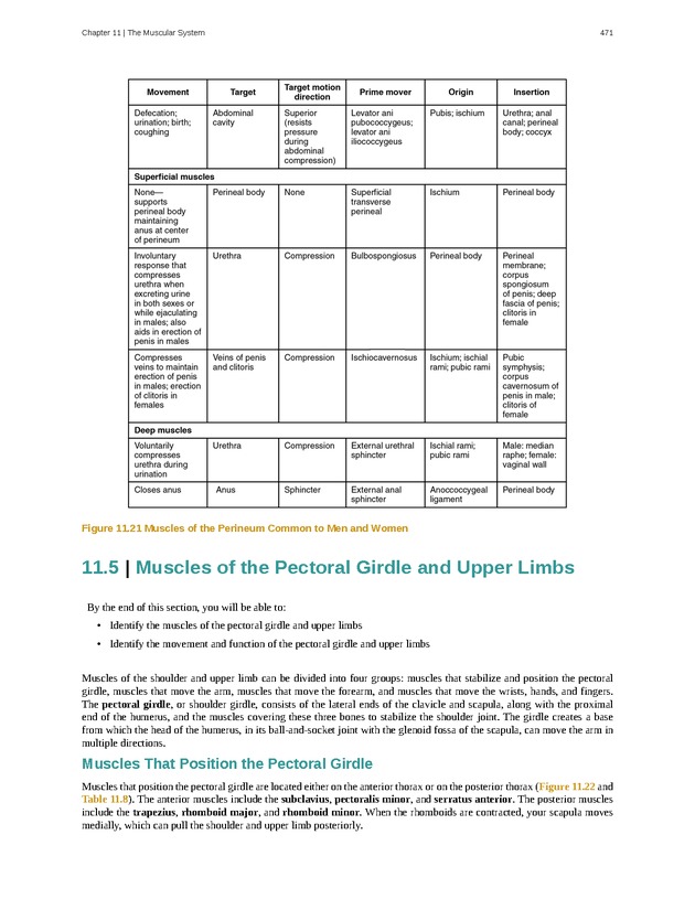 Anatomy & Physiology - 