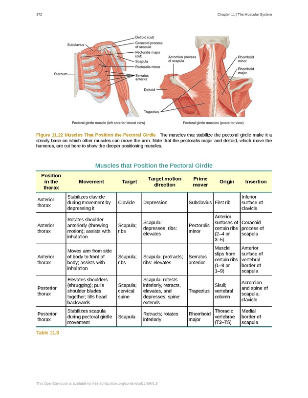 Anatomy & Physiology - 