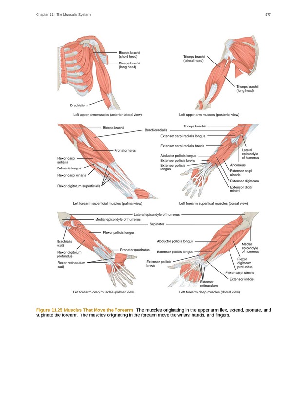 Anatomy & Physiology - 