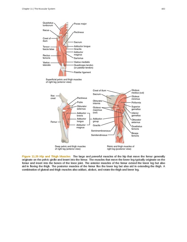 Anatomy & Physiology - 
