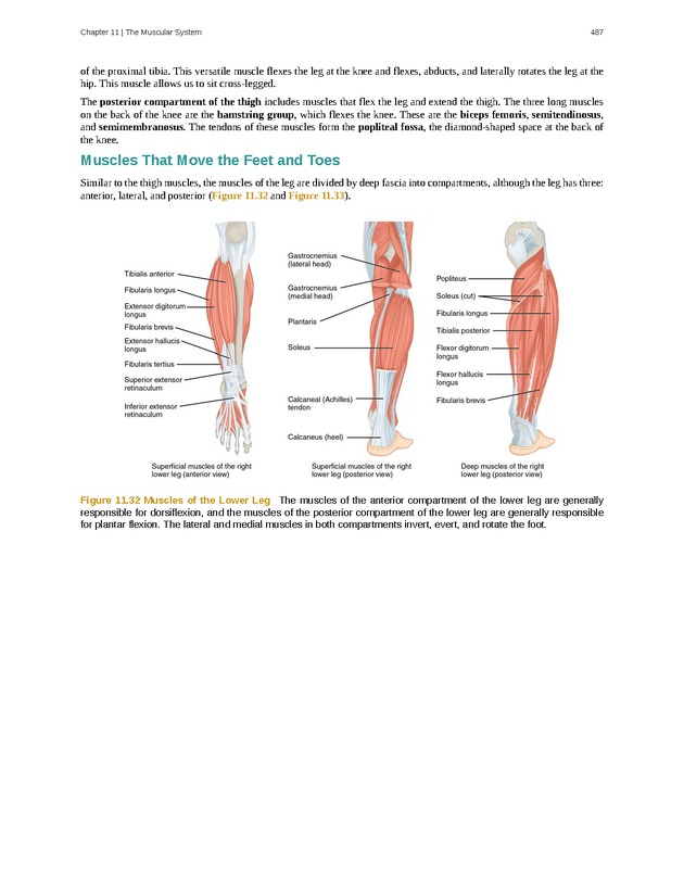 Anatomy & Physiology - 