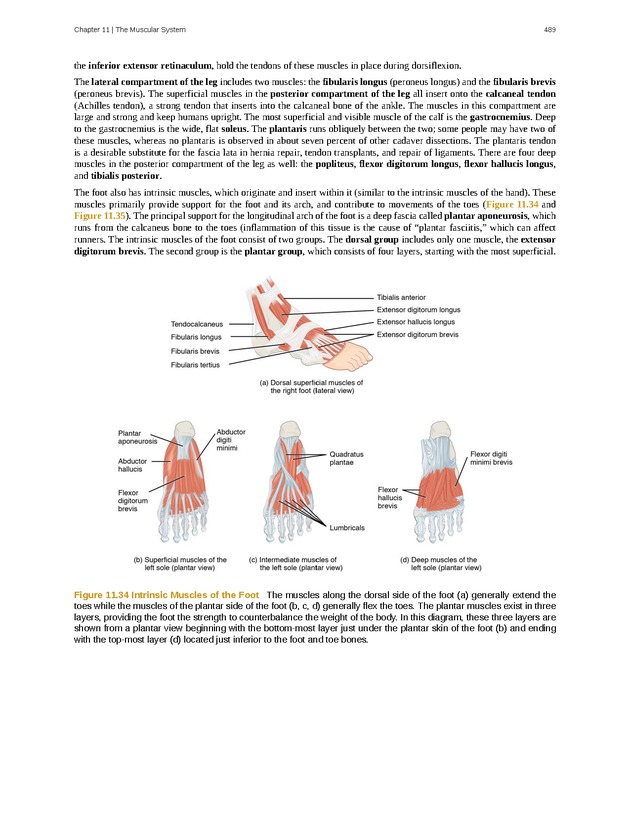 Anatomy & Physiology - 