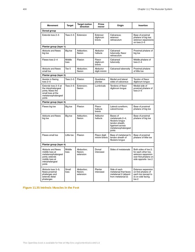 Anatomy & Physiology - 