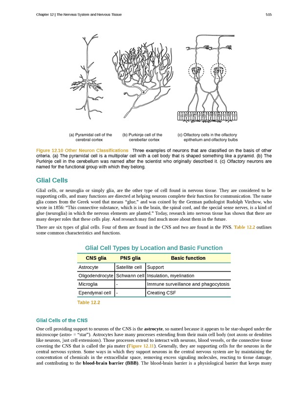 Anatomy & Physiology - 