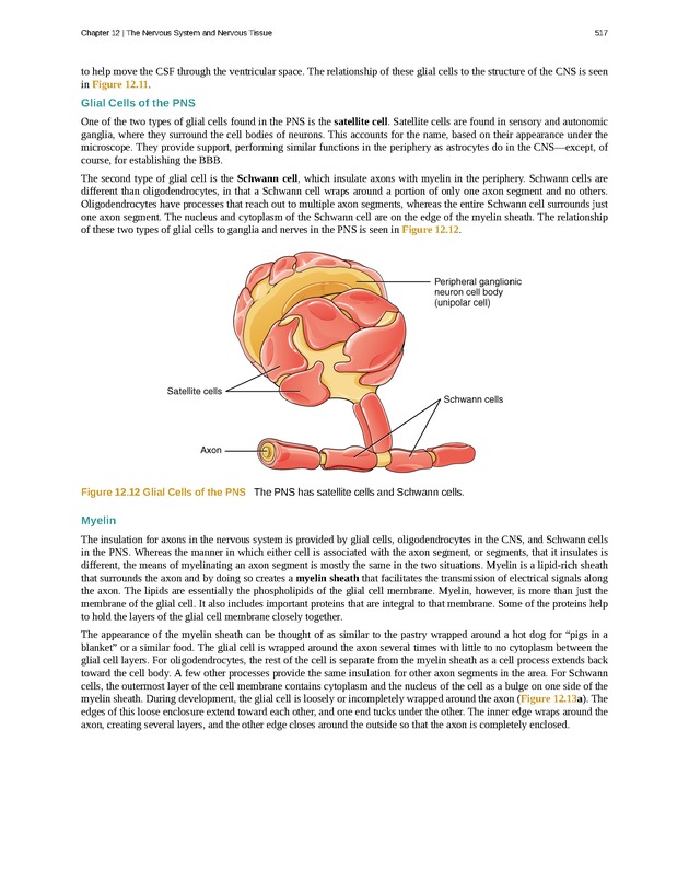 Anatomy & Physiology - 
