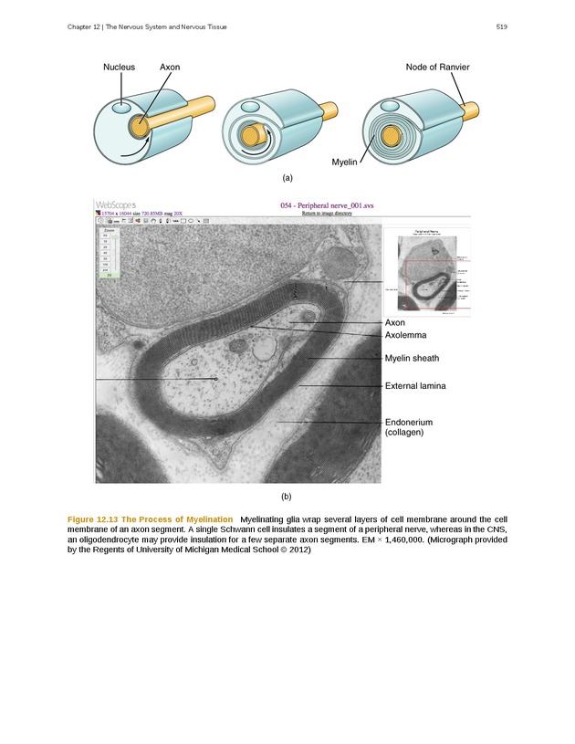 Anatomy & Physiology - 