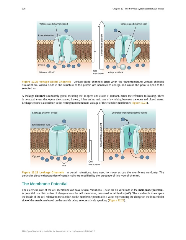 Anatomy & Physiology - 
