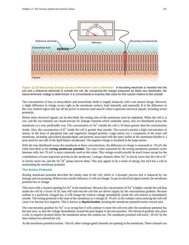 Anatomy & Physiology - 
