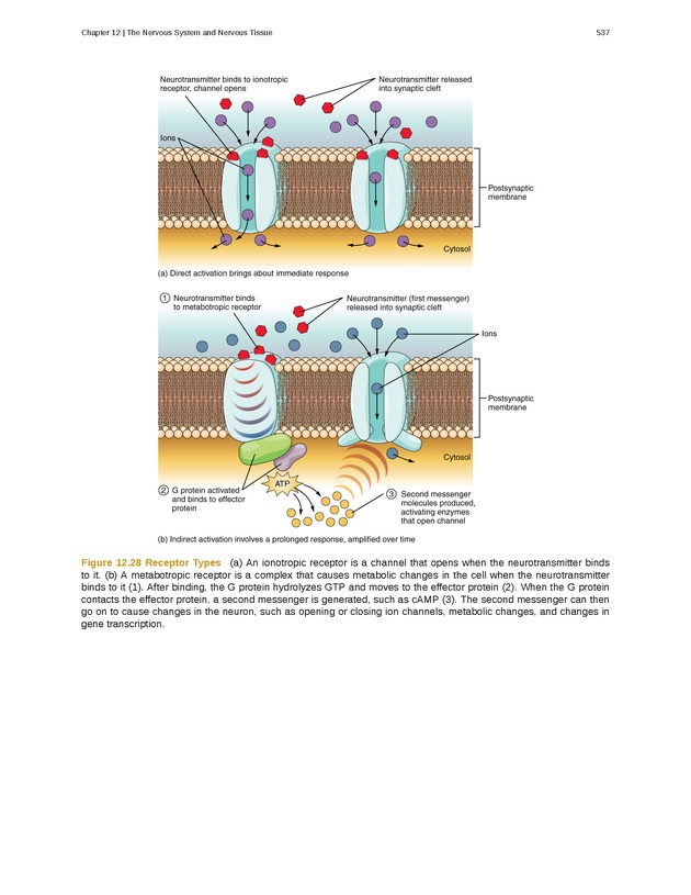 Anatomy & Physiology - 
