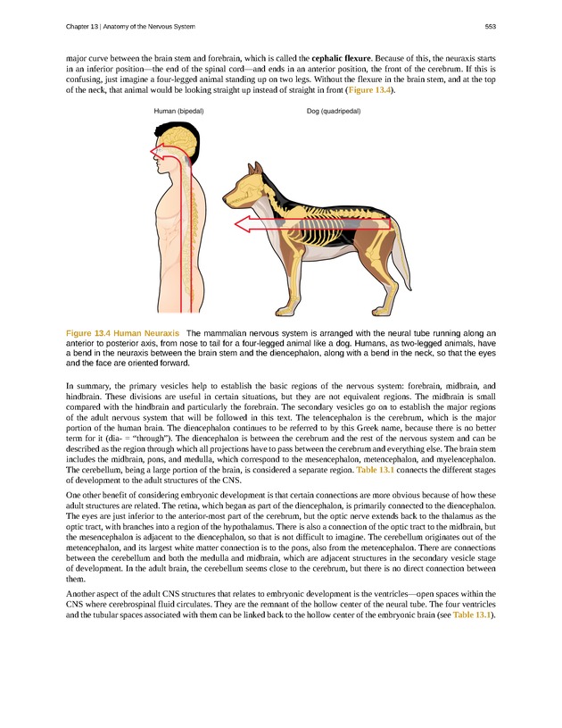 Anatomy & Physiology - 