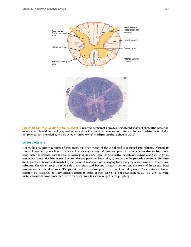 Anatomy & Physiology - 