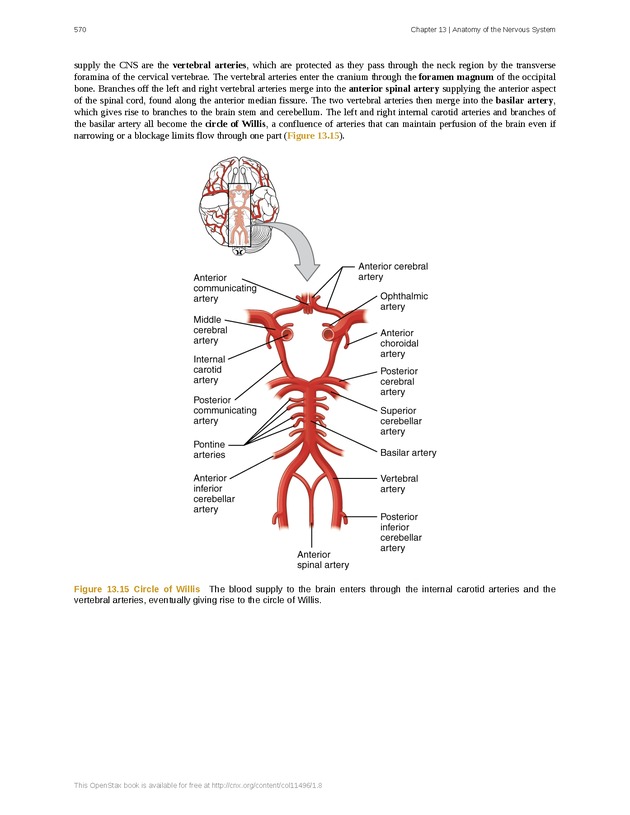 Anatomy & Physiology - 