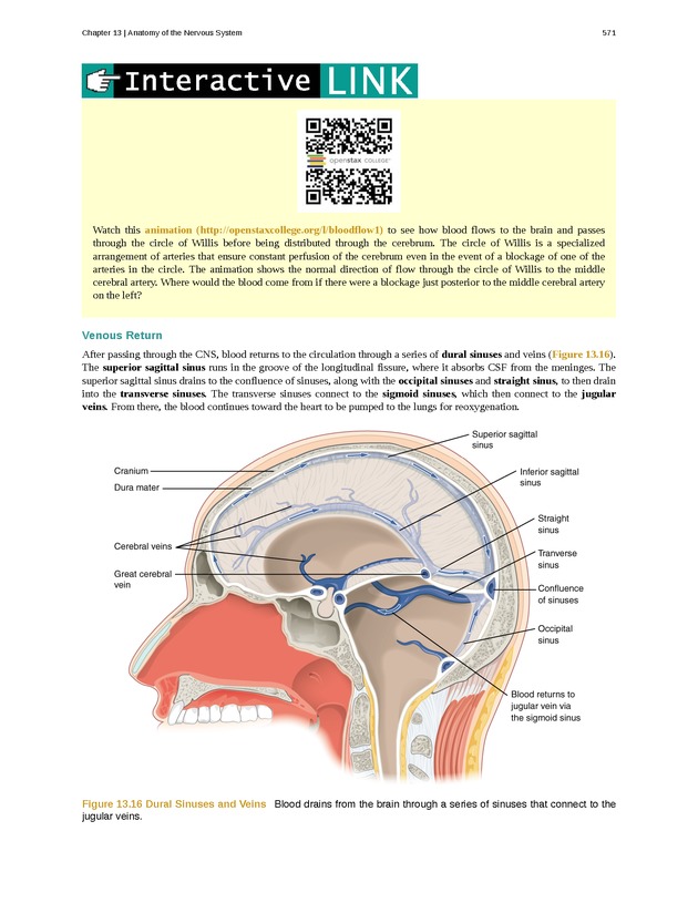 Anatomy & Physiology - 