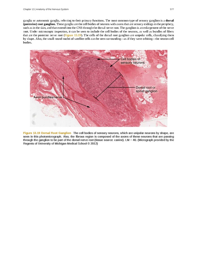 Anatomy & Physiology - 
