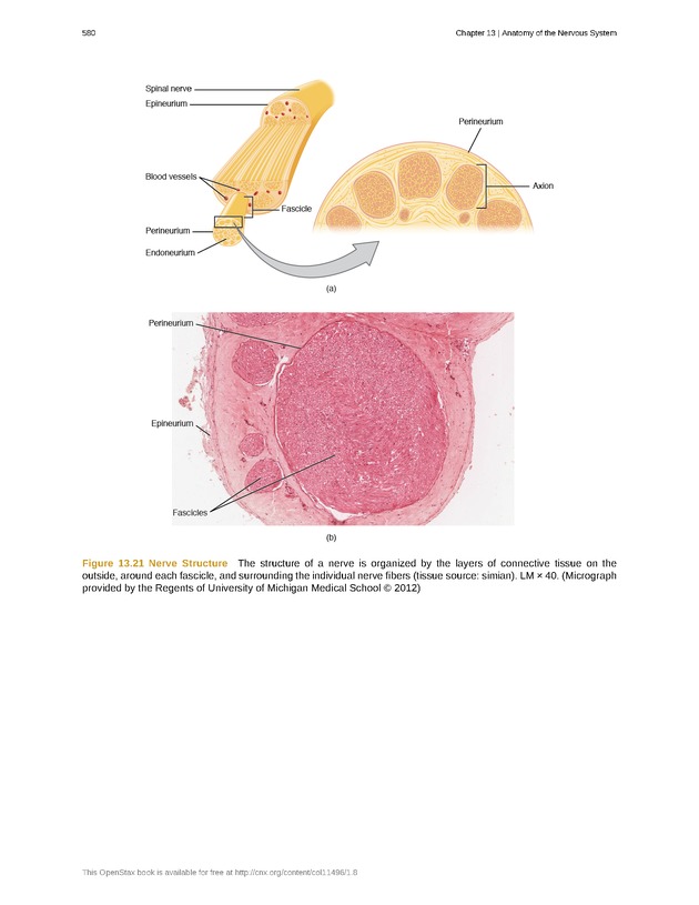 Anatomy & Physiology - 