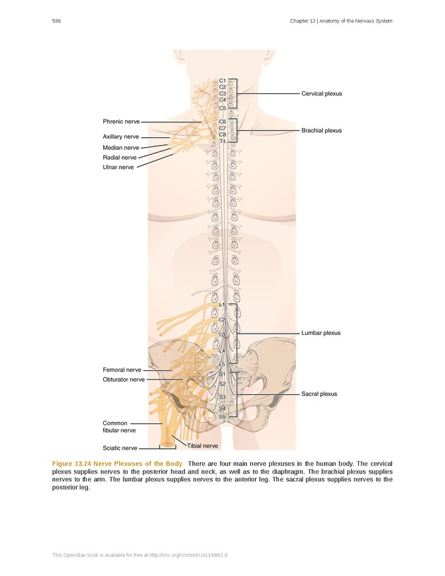 Anatomy & Physiology - 