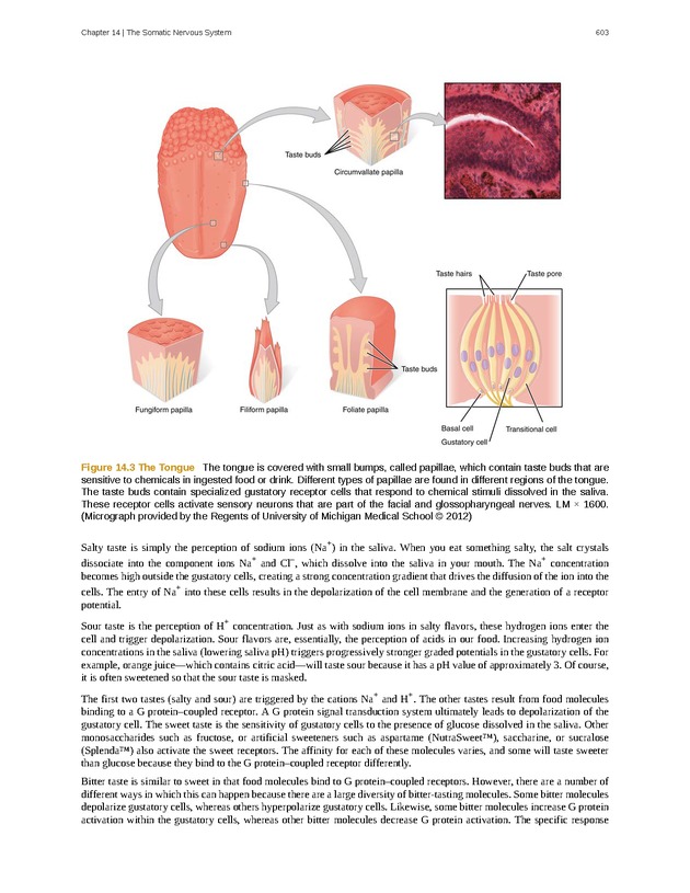 Anatomy & Physiology - 