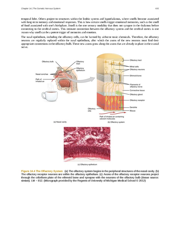 Anatomy & Physiology - 