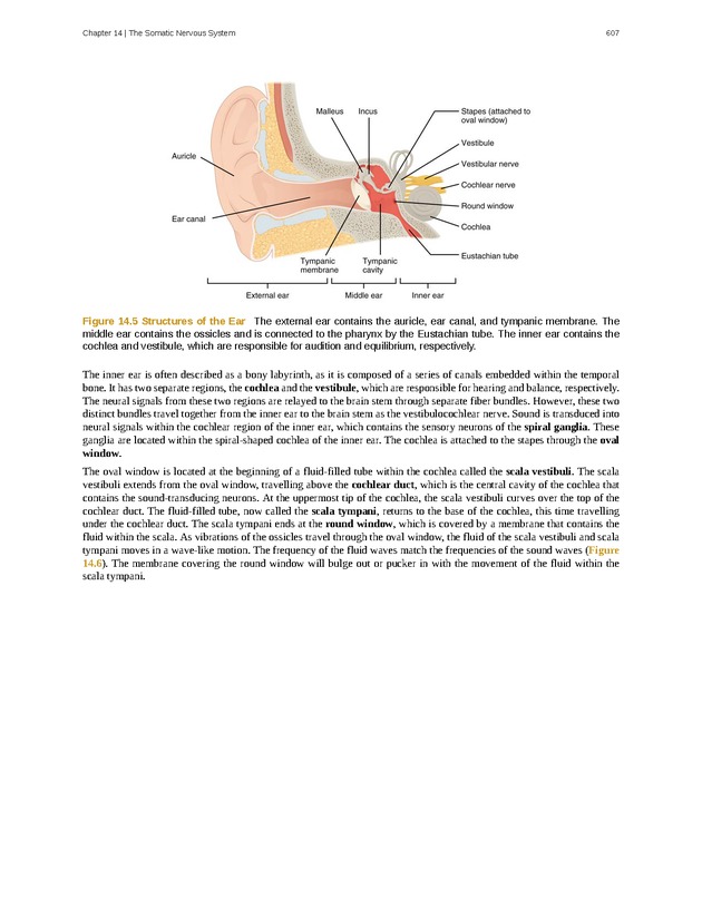 Anatomy & Physiology - 