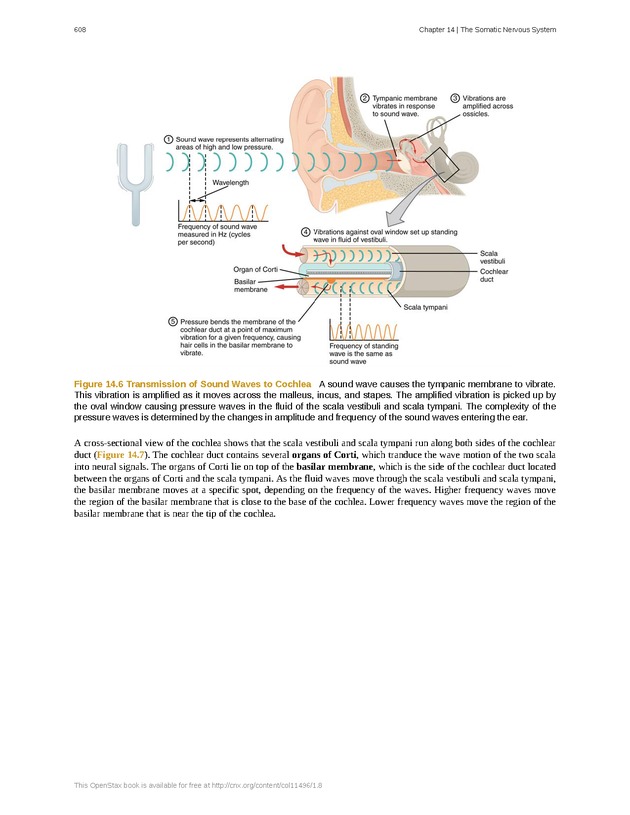 Anatomy & Physiology - 