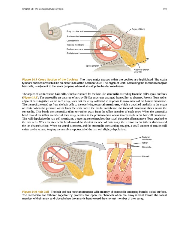 Anatomy & Physiology - 