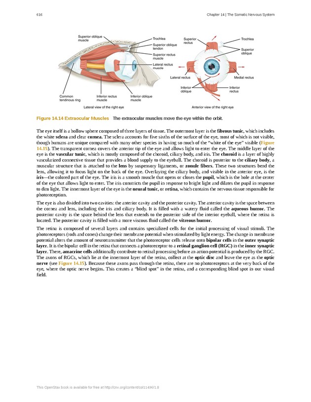 Anatomy & Physiology - 