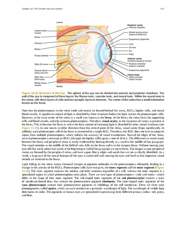 Anatomy & Physiology - 