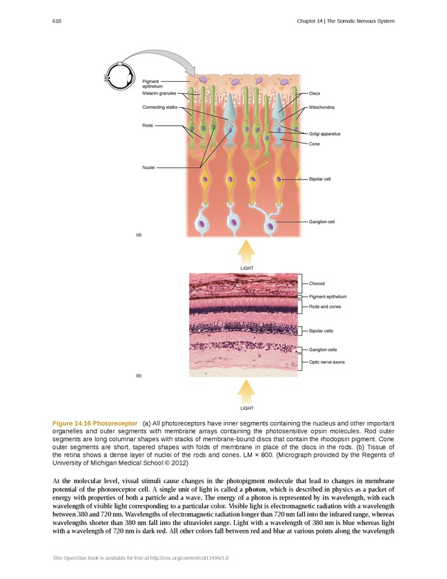 Anatomy & Physiology - 