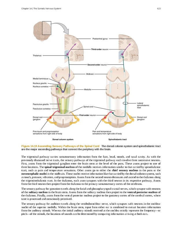 Anatomy & Physiology - 