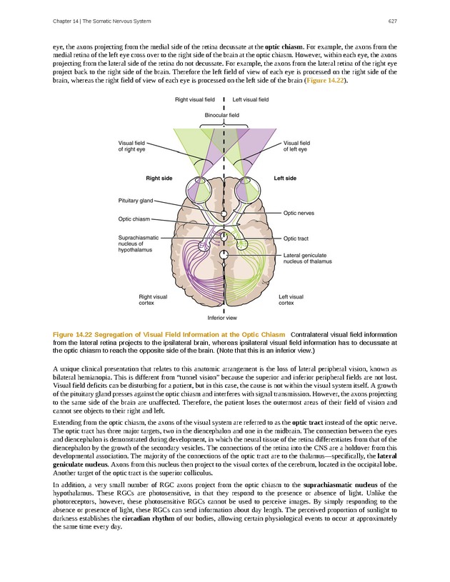Anatomy & Physiology - 