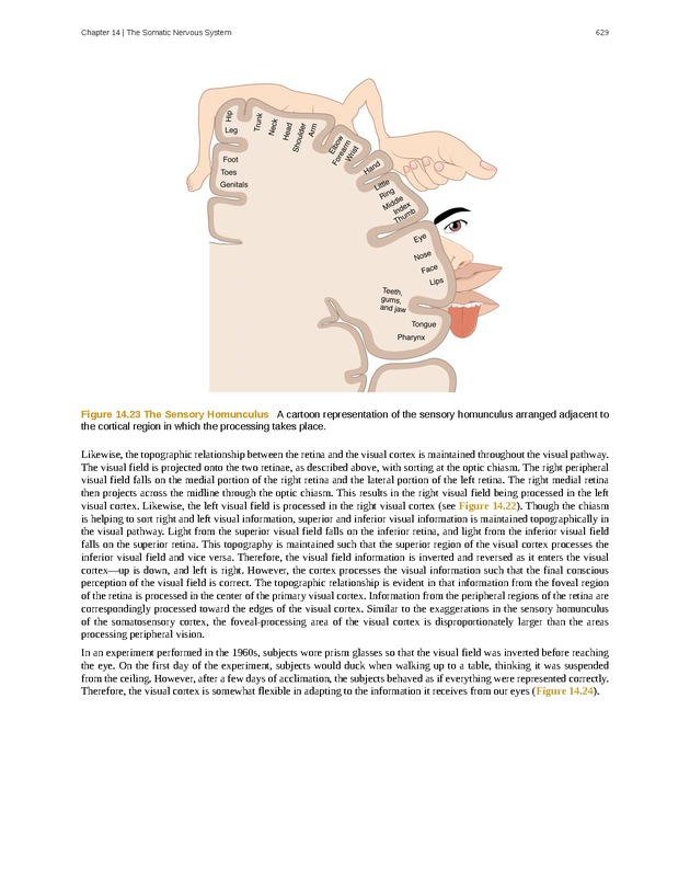Anatomy & Physiology - 