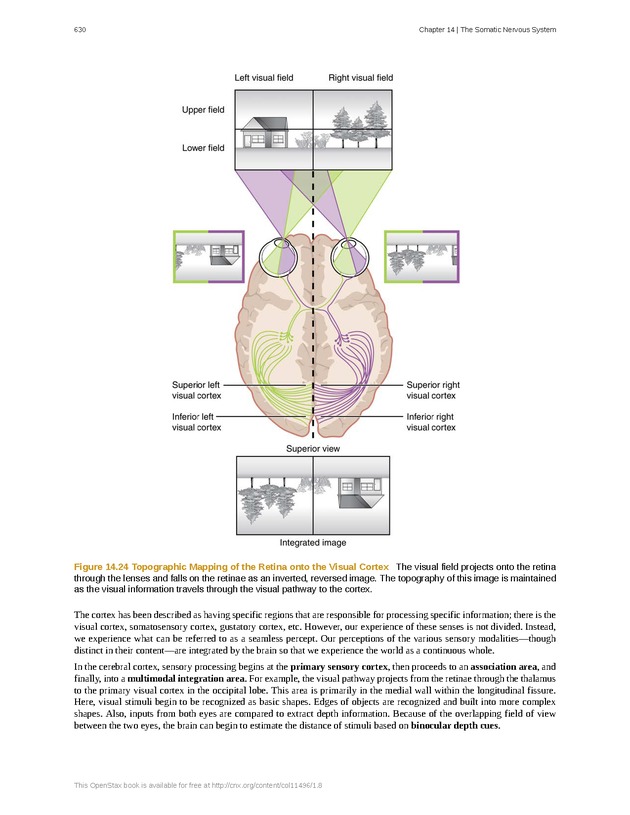 Anatomy & Physiology - 