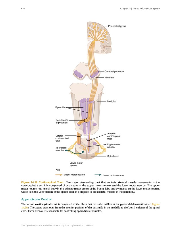 Anatomy & Physiology - 