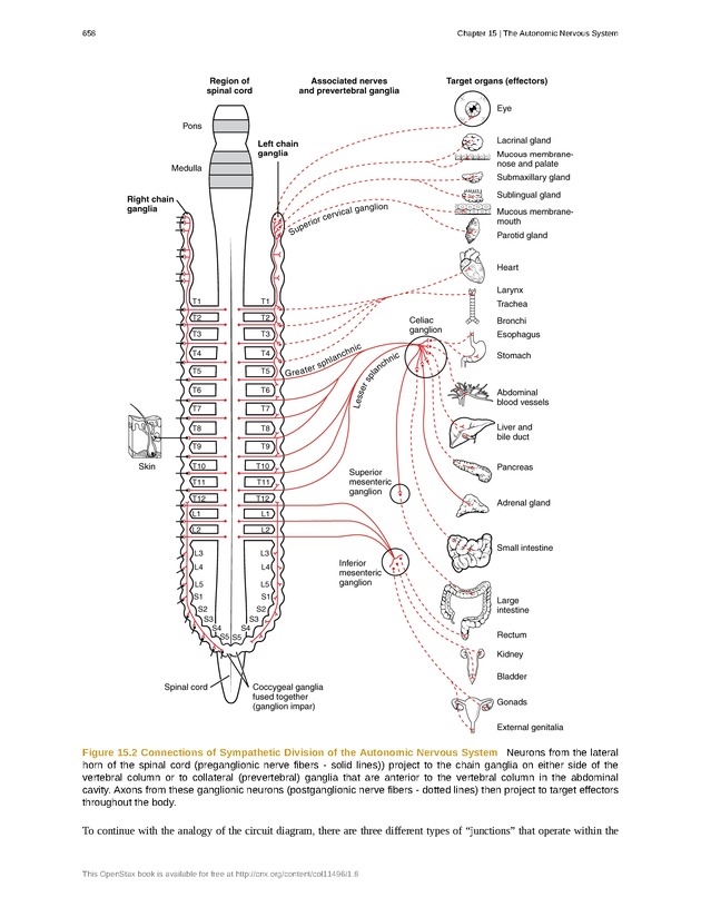 Anatomy & Physiology - 