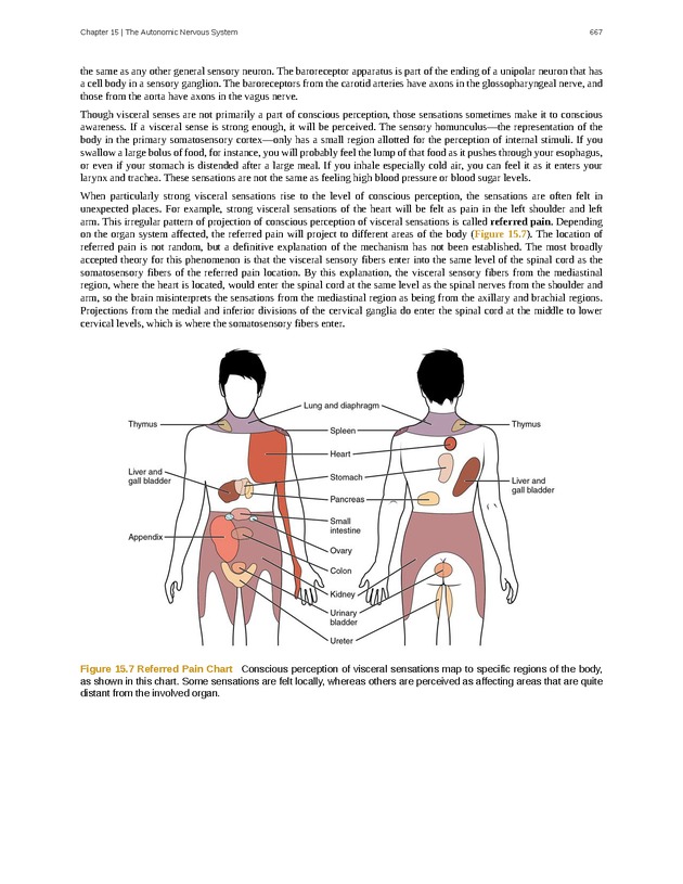 Anatomy & Physiology - 
