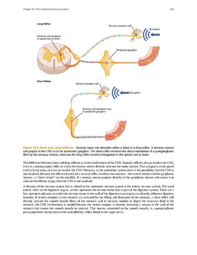 Anatomy & Physiology - 