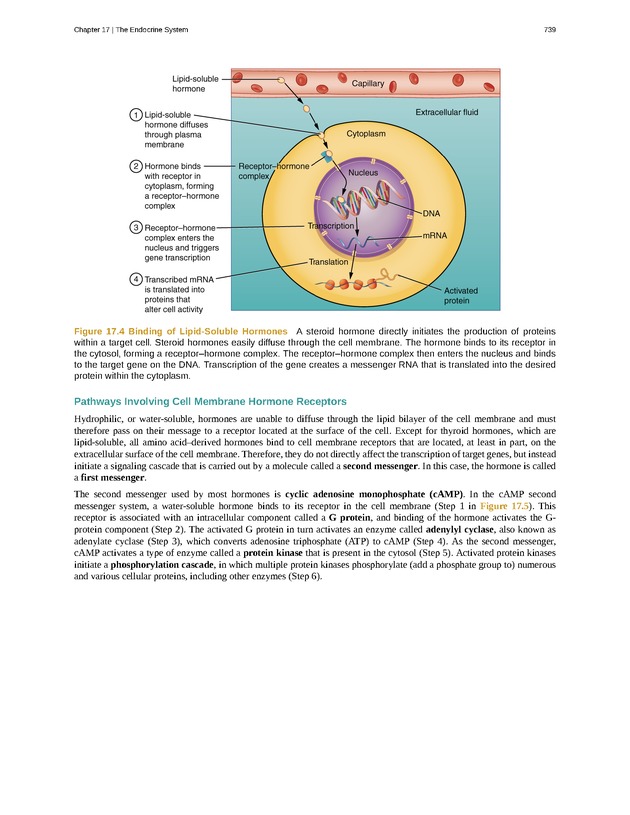Anatomy & Physiology - 
