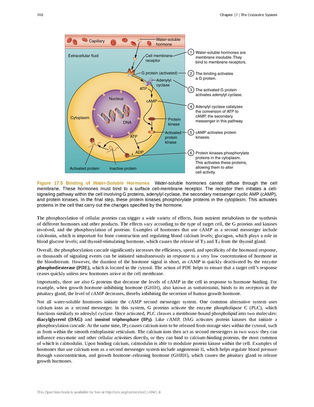 Anatomy & Physiology - 