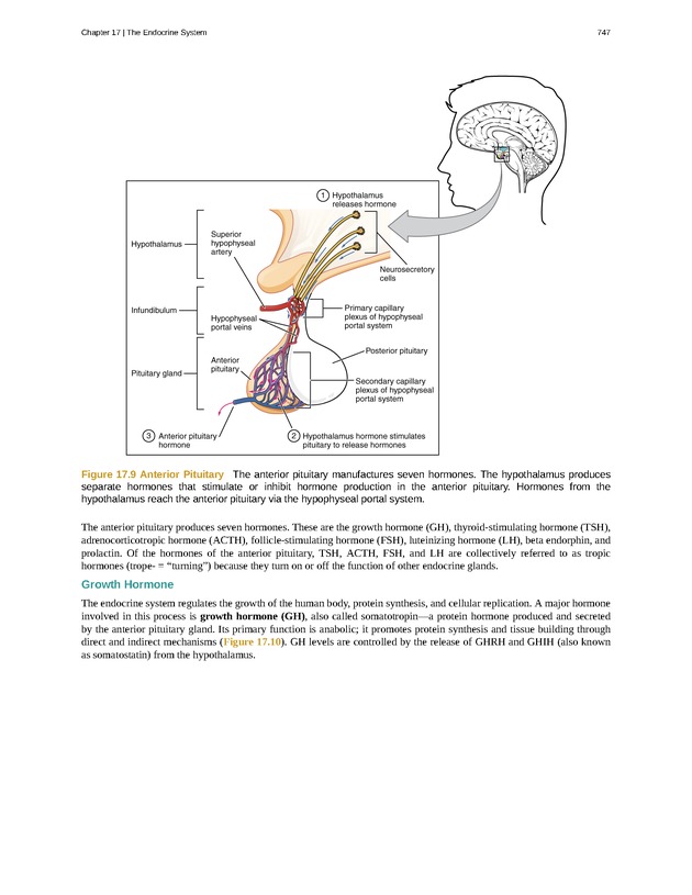 Anatomy & Physiology - 