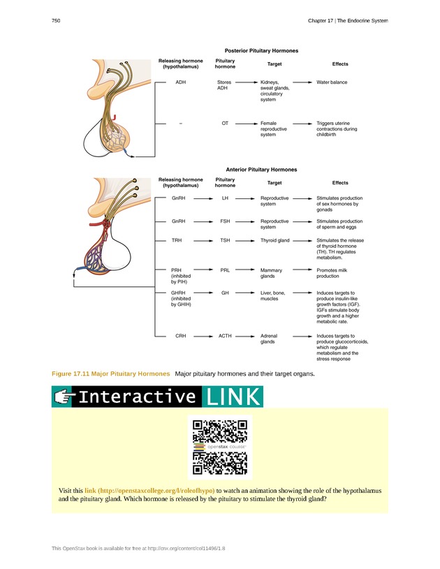 Anatomy & Physiology - 