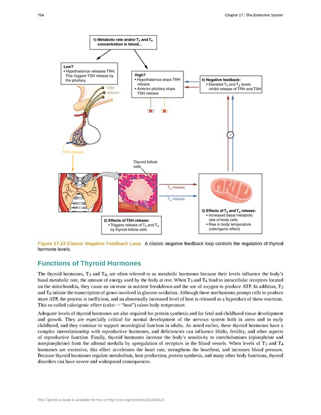 Anatomy & Physiology - 