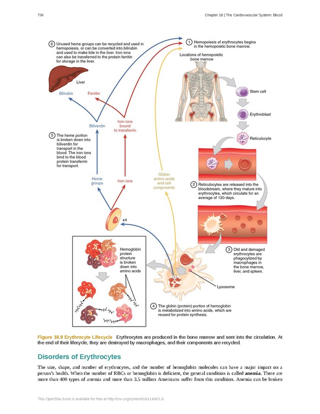 Anatomy & Physiology - 