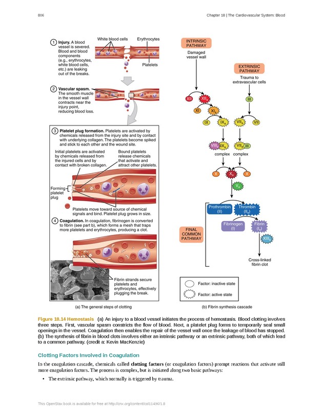 Anatomy & Physiology - 