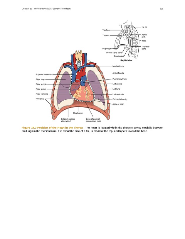Anatomy & Physiology - 