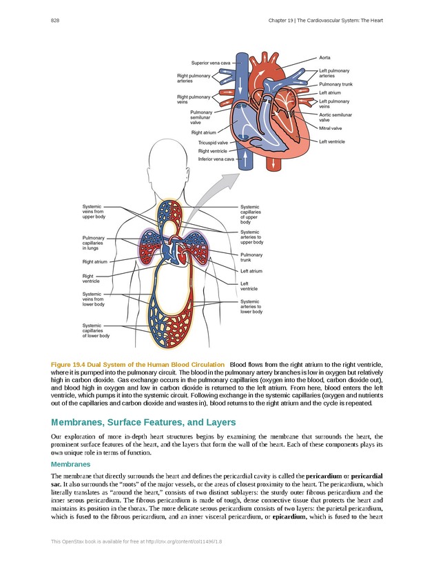 Anatomy & Physiology - 