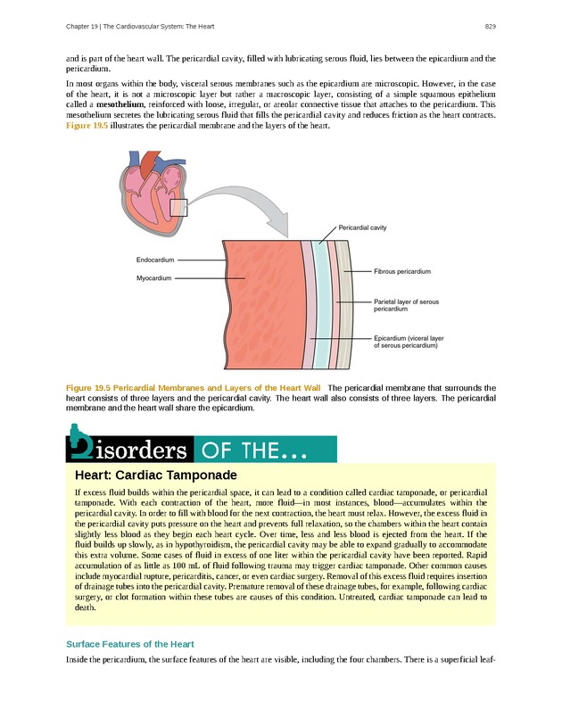Anatomy & Physiology - 