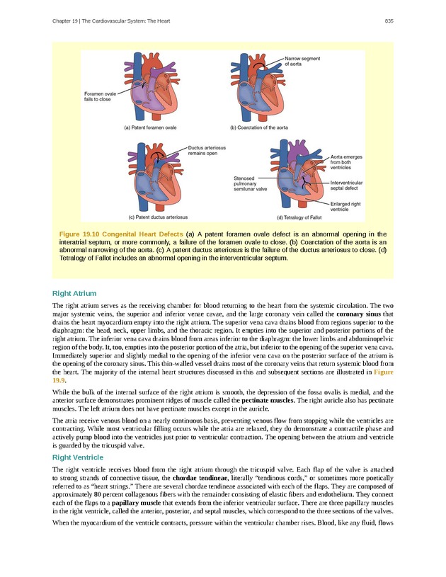Anatomy & Physiology - 